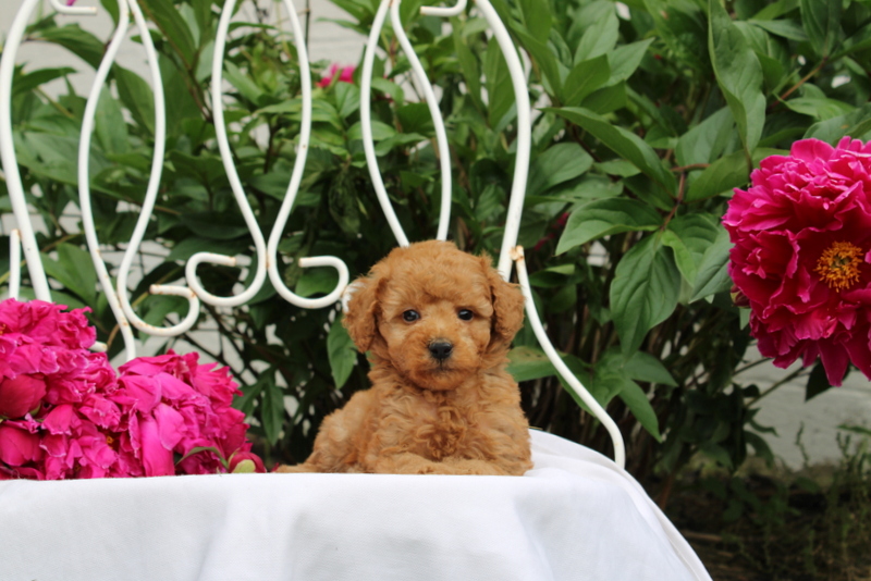 puppy, for, sale, Millwood Malena, Matthew B. Stoltzfus, dog, breeder, Gap, PA, dog-breeder, puppy-for-sale, forsale, nearby, find, puppyfind, locator, puppylocator, aca